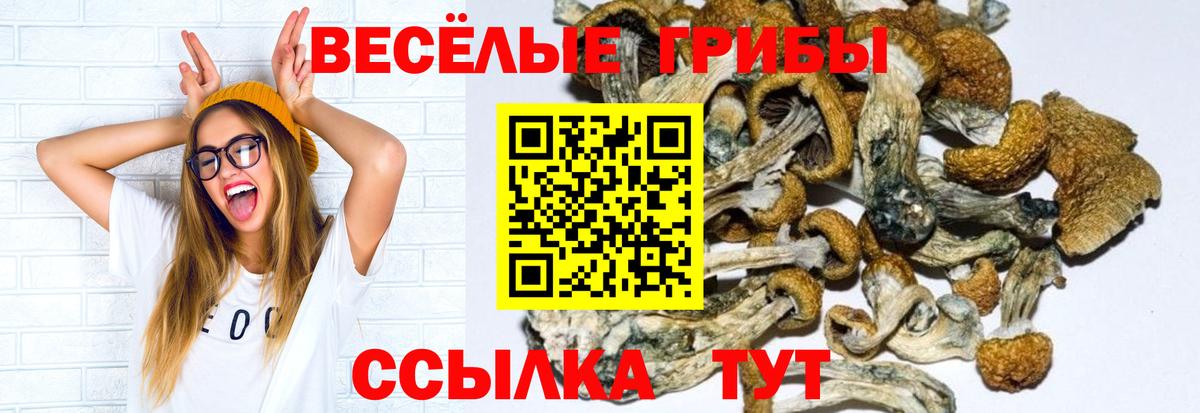 Псилоцибиновые грибы мицелий Лосино-Петровский